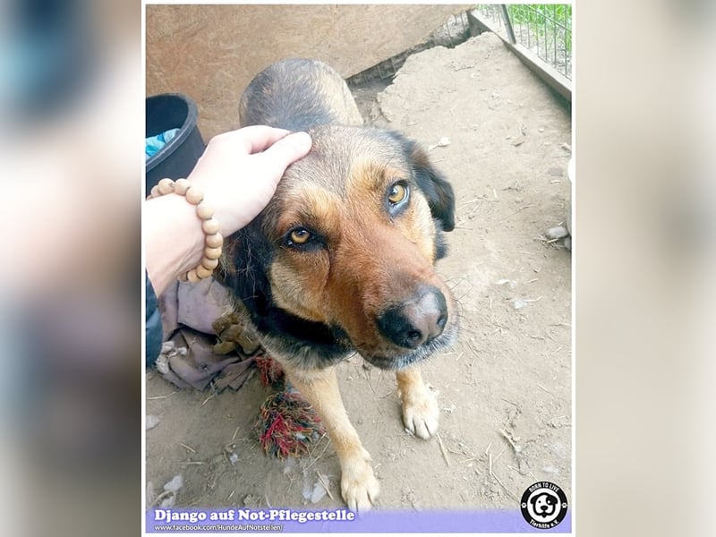 DJANGO, sucht Menschen mit viel Liebe und Geduld