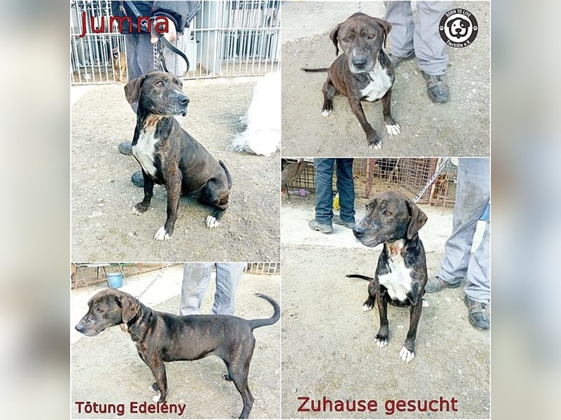JUMNA, liebevolle Maus