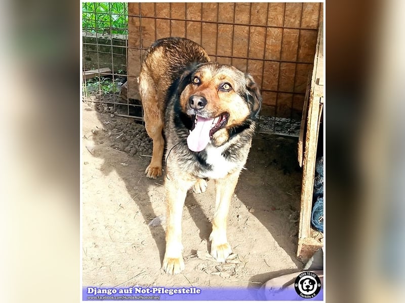 DJANGO, sucht Menschen mit viel Liebe und Geduld