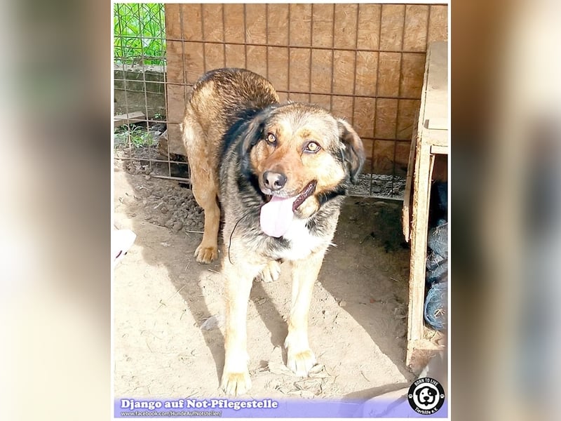 DJANGO, sucht Menschen mit viel Liebe und Geduld