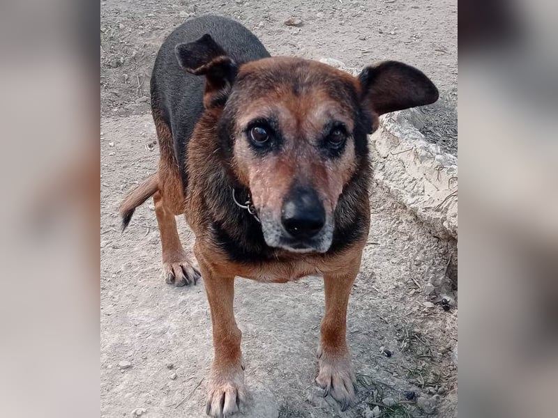 Jayko sucht dringend ein Zuhause