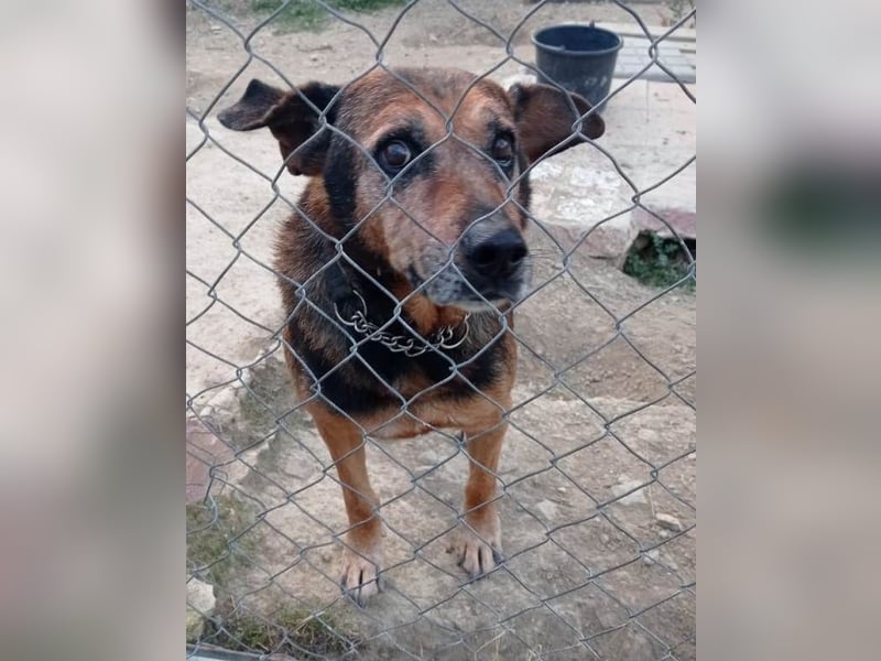 Jayko sucht dringend ein Zuhause