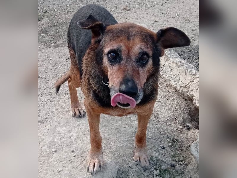 Jayko sucht dringend ein Zuhause