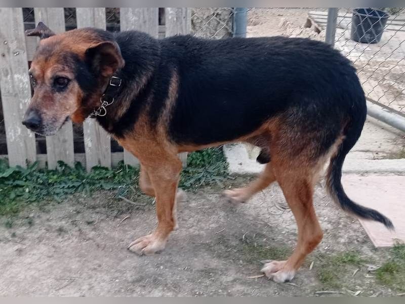 Jayko sucht dringend ein Zuhause