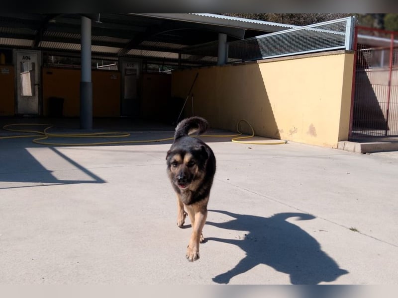 Sombre trauert sehr um seine Luaz