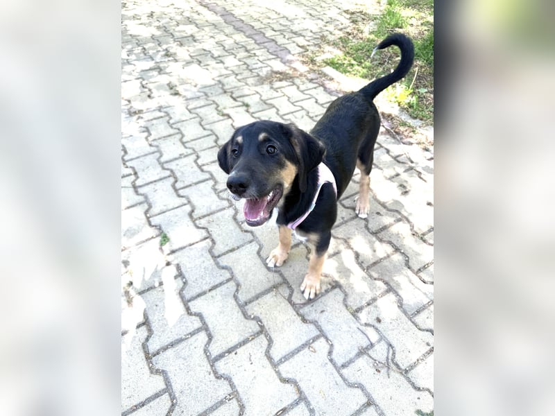 Kendrik sucht Körbchen
