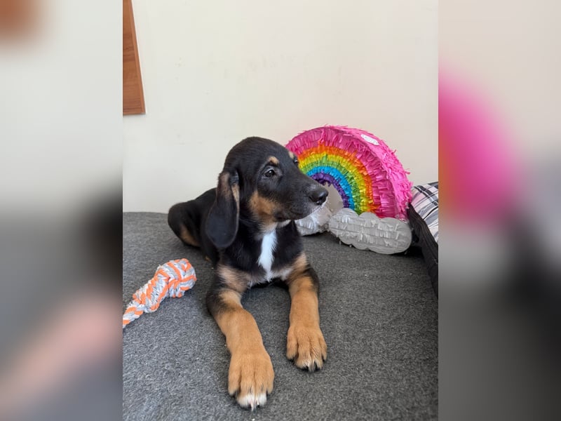 Kendrik sucht Körbchen