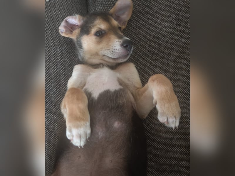 Bruno sucht ein neues Zuhause