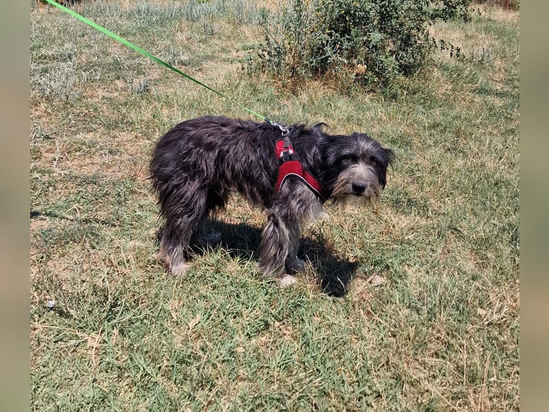 Ruby sucht ein Zuhause