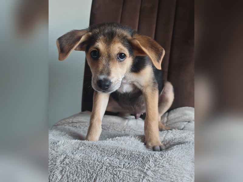 Bruno sucht ein neues Zuhause