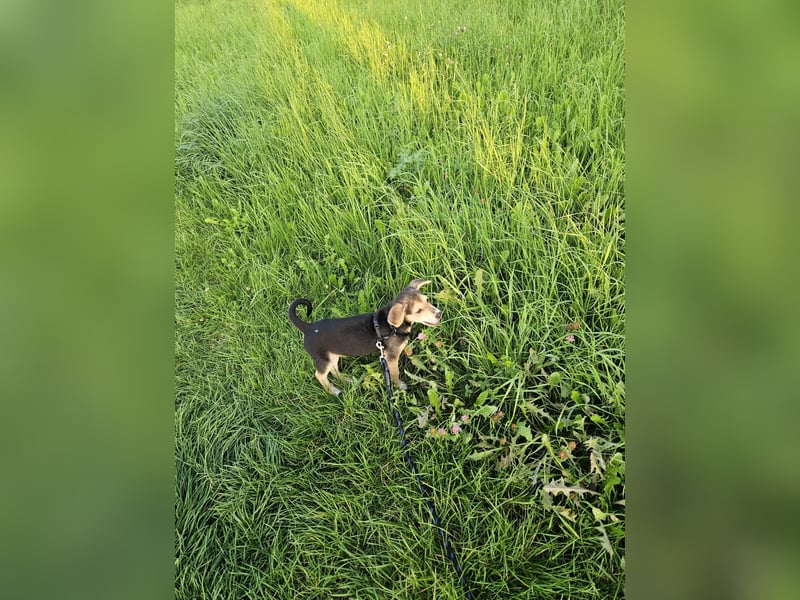Bruno sucht ein neues Zuhause