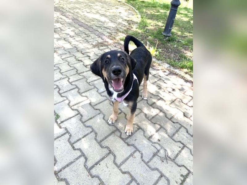 Kendrik sucht Körbchen