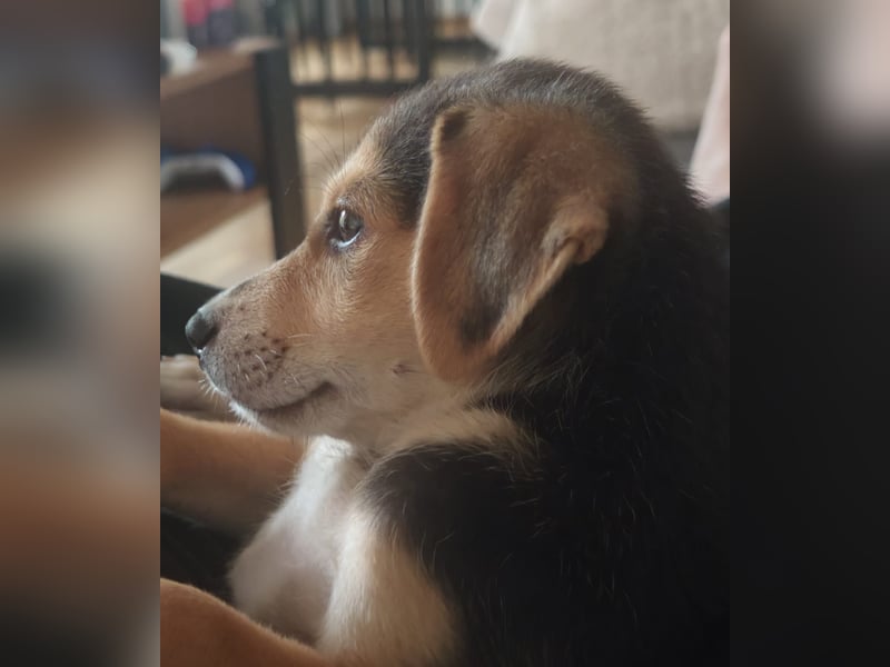 Bruno sucht ein neues Zuhause