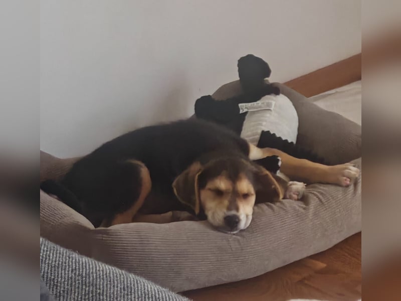 Bruno sucht ein neues Zuhause