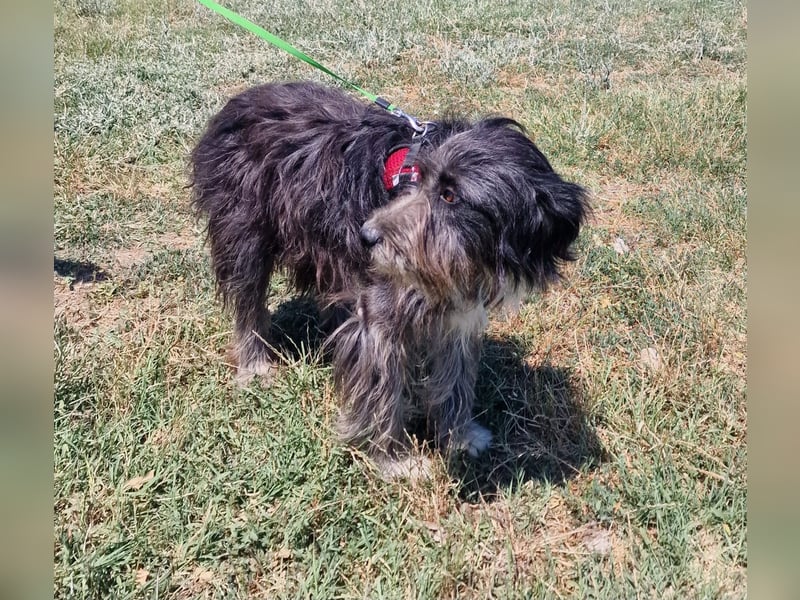 Ruby sucht ein Zuhause