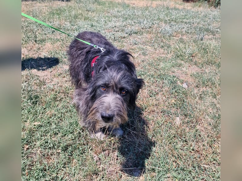 Ruby sucht ein Zuhause