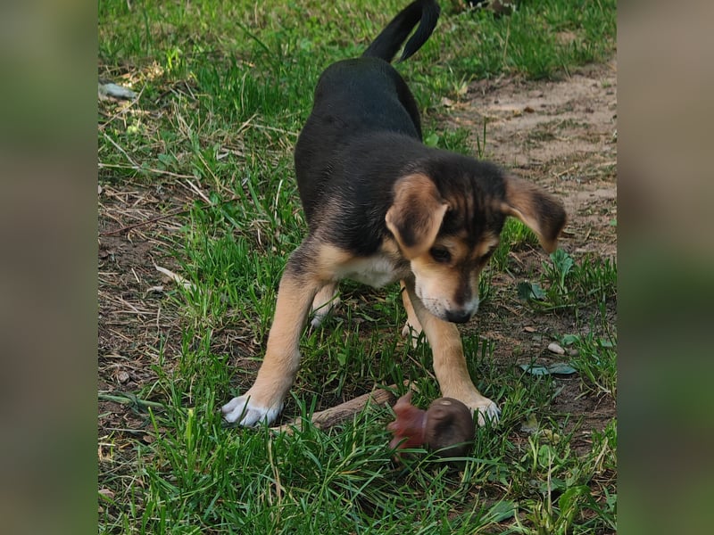 Bruno sucht ein neues Zuhause