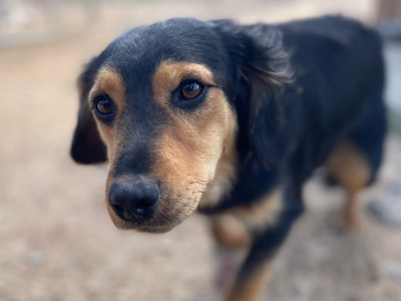 Bruno - liebenswerter kleiner Rüde sucht sein Für-Immer-Zuhause
