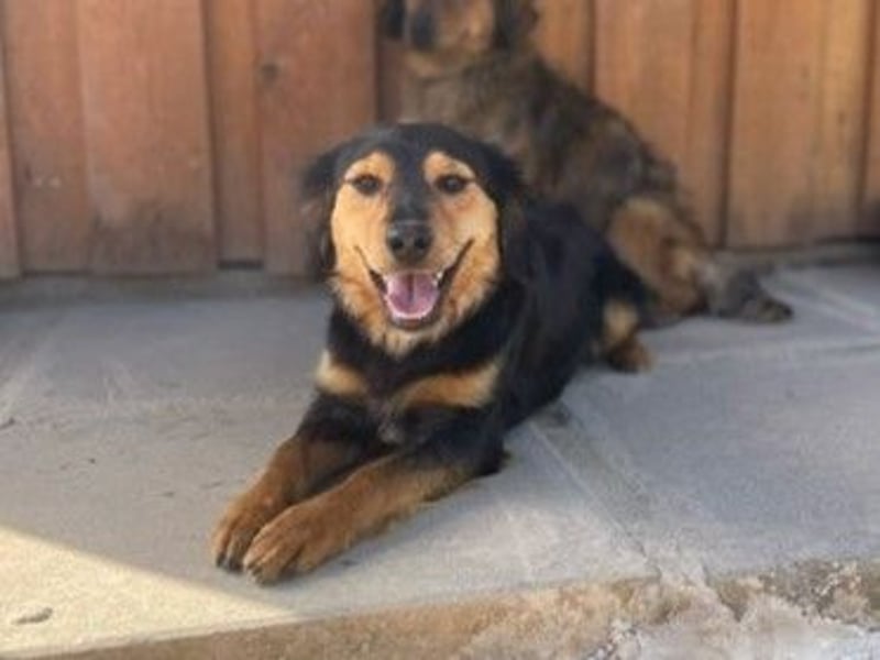 Bruno - liebenswerter kleiner Rüde sucht sein Für-Immer-Zuhause