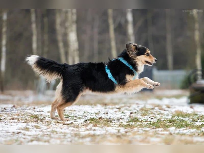 Menschenbezogener Remi sucht seine Familie