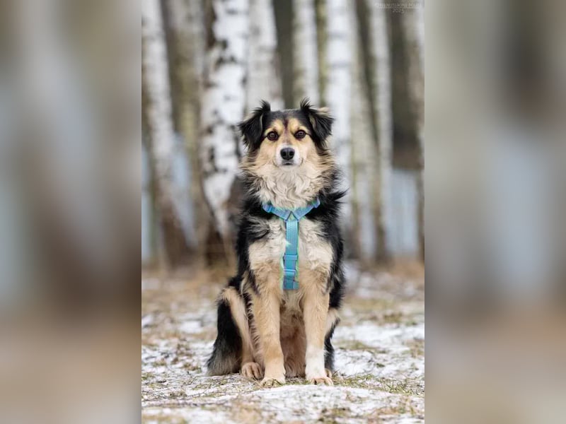Menschenbezogener Remi sucht seine Familie