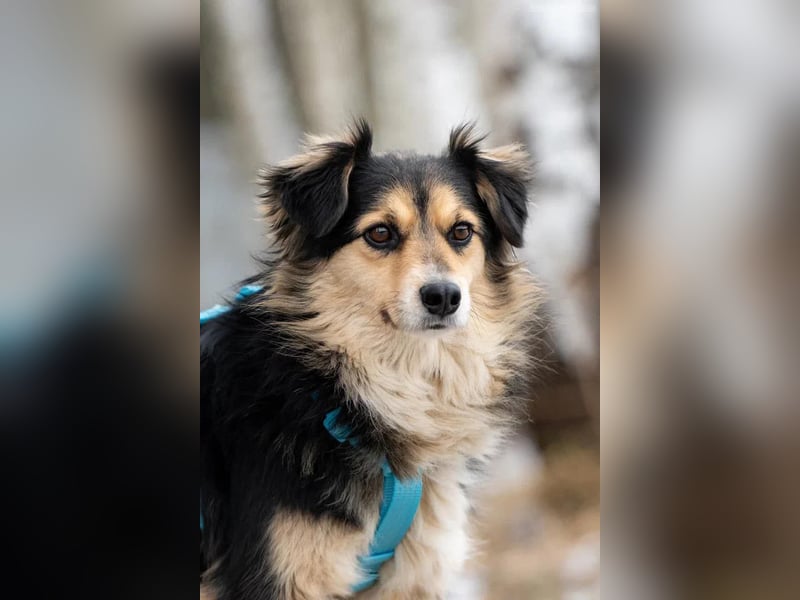 Menschenbezogener Remi sucht seine Familie