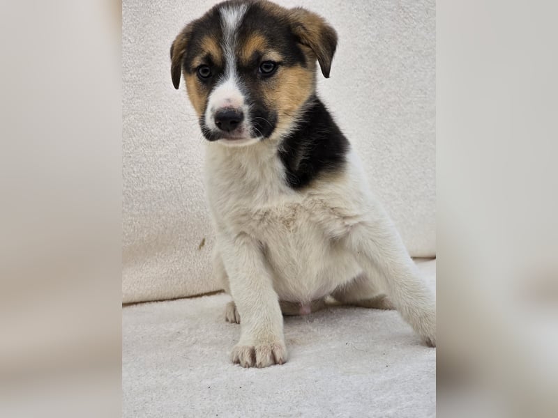 Nathan, einer von 7 süssen Hundebabys