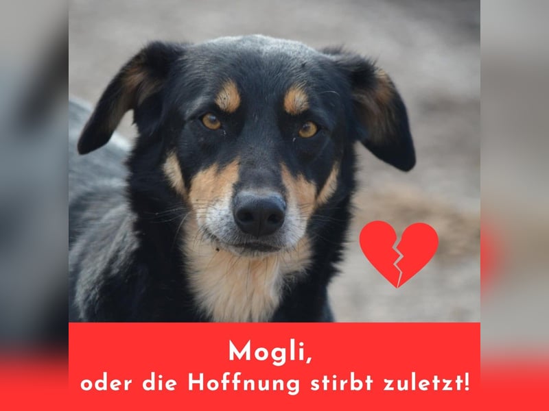 Mogli, warum wartet er so lange schon?