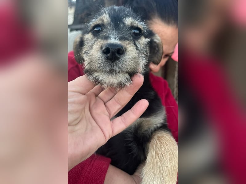 Donny, will endlich die Welt entdecken , gerne Katzen und andere Hunde