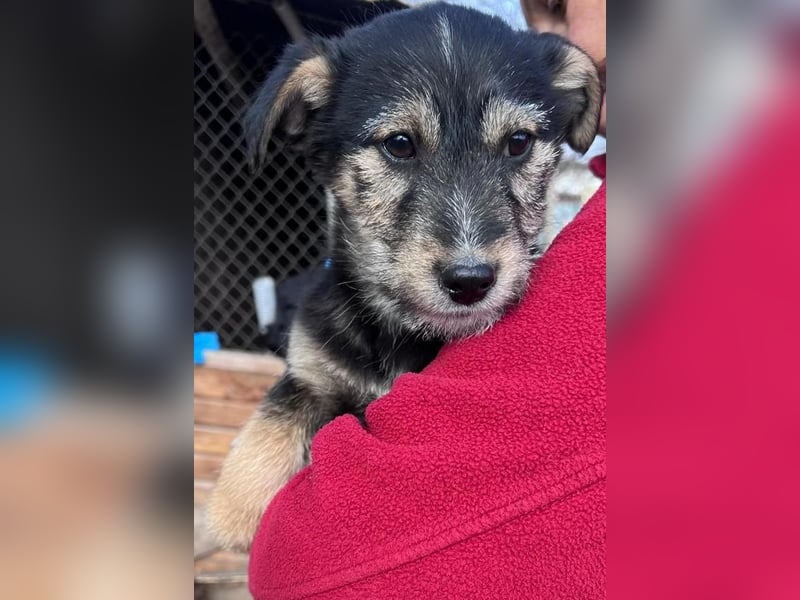 Donny, will endlich die Welt entdecken , gerne Katzen und andere Hunde