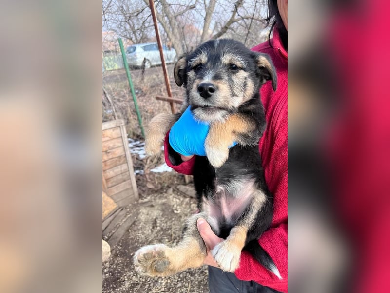 Donny, will endlich die Welt entdecken , gerne Katzen und andere Hunde