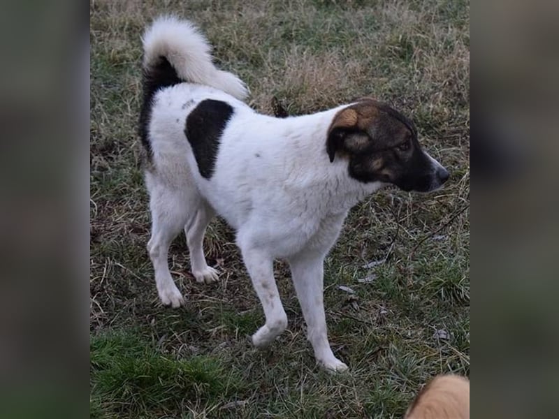 Shar, einst als Junghund von der Strasse gerettet