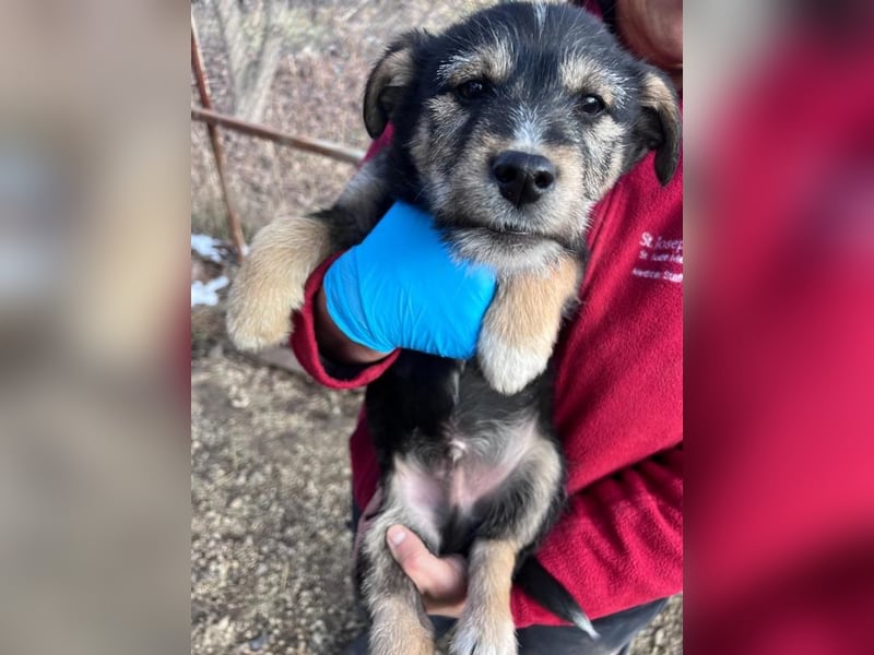 Donny, will endlich die Welt entdecken , gerne Katzen und andere Hunde