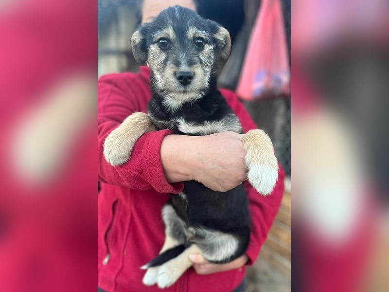 Donny, will endlich die Welt entdecken , gerne Katzen und andere Hunde
