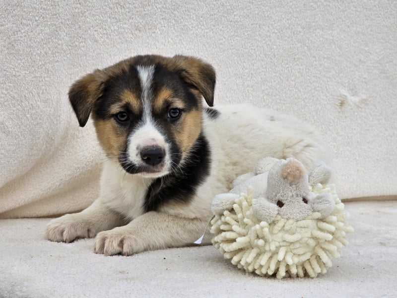 Nathan, einer von 7 süssen Hundebabys