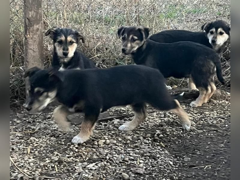 Donny, will endlich die Welt entdecken , gerne Katzen und andere Hunde