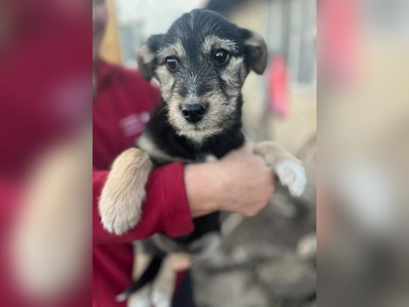 Donny, will endlich die Welt entdecken , gerne Katzen und andere Hunde