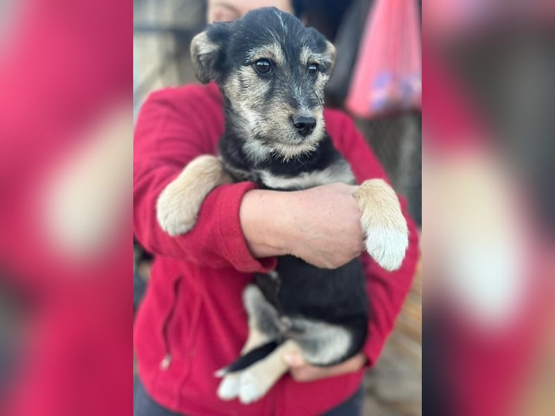 Donny, will endlich die Welt entdecken , gerne Katzen und andere Hunde
