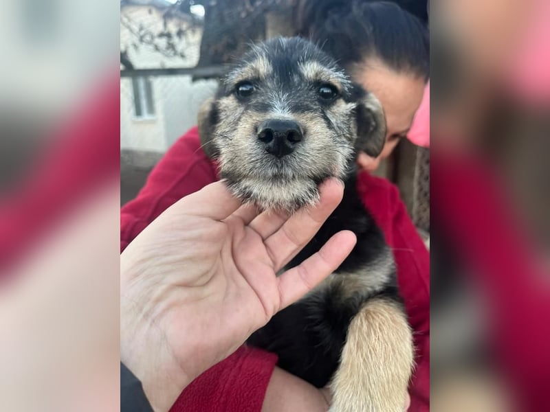 Donny, will endlich die Welt entdecken , gerne Katzen und andere Hunde
