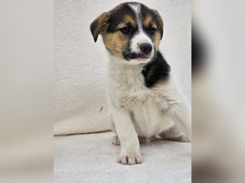 Nathan, einer von 7 süssen Hundebabys