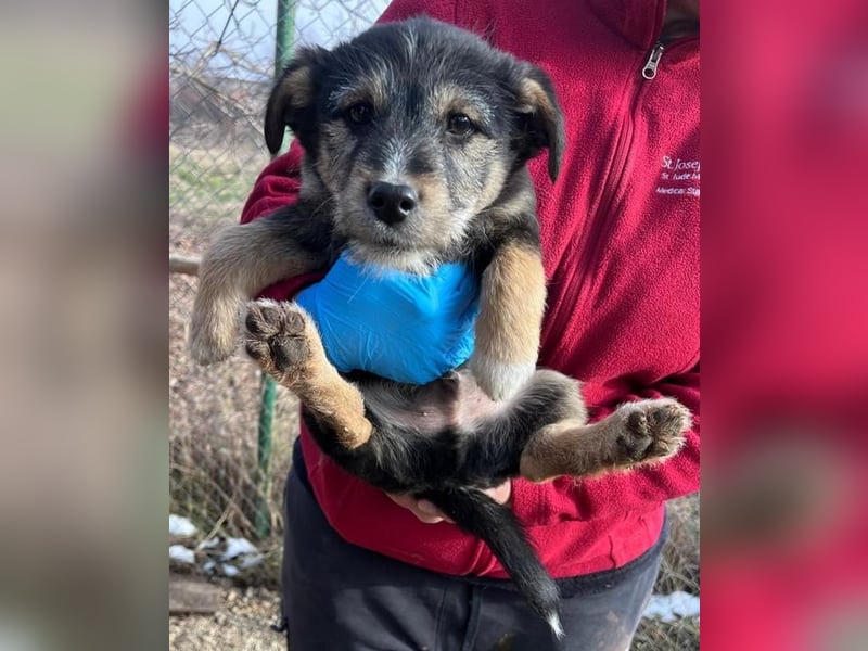 Donny, will endlich die Welt entdecken , gerne Katzen und andere Hunde