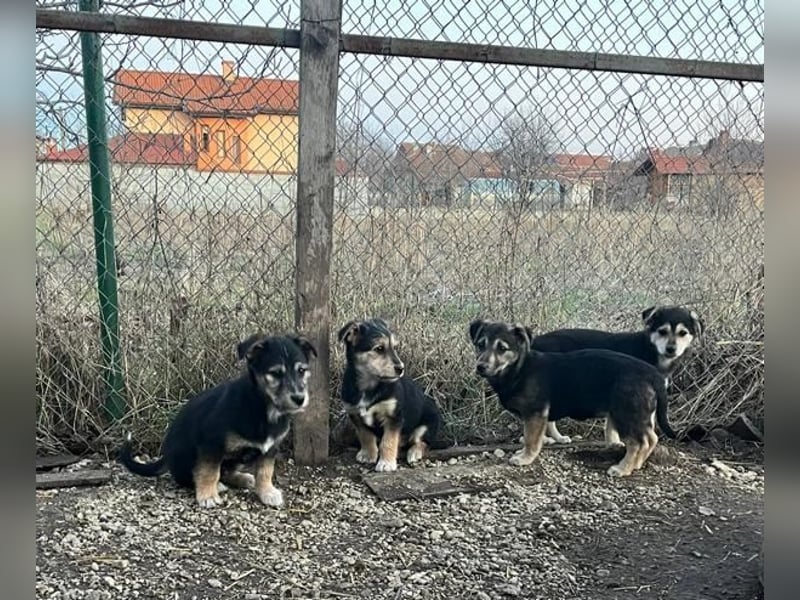 Donny, will endlich die Welt entdecken , gerne Katzen und andere Hunde