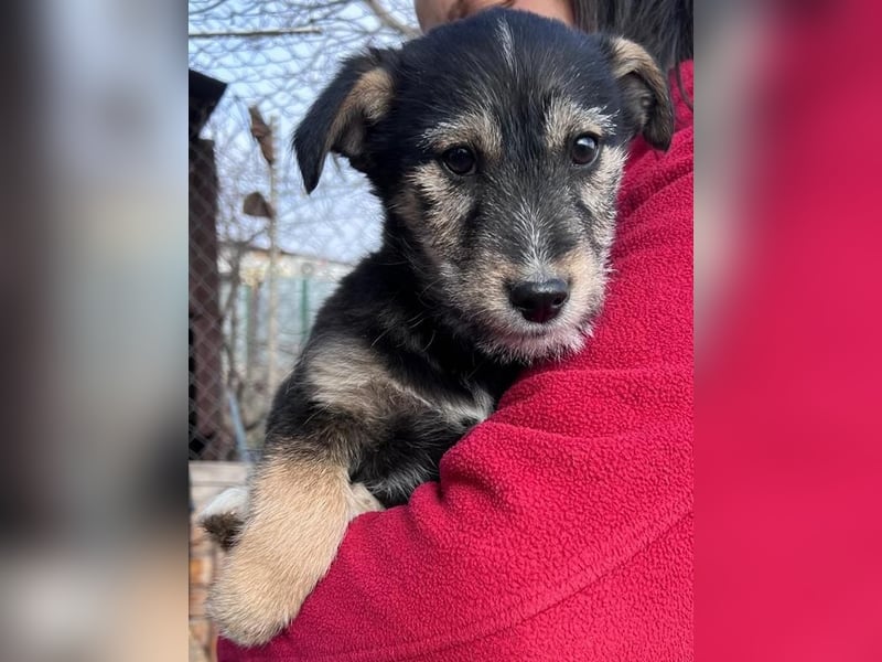 Donny, will endlich die Welt entdecken , gerne Katzen und andere Hunde