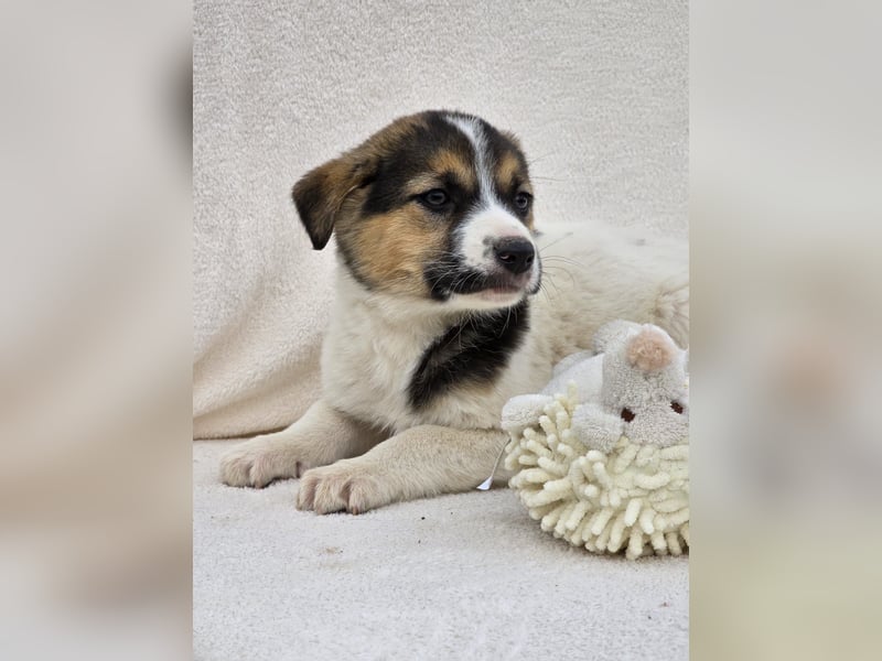 Nathan, einer von 7 süssen Hundebabys