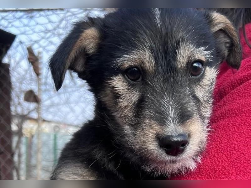 Donny, will endlich die Welt entdecken , gerne Katzen und andere Hunde