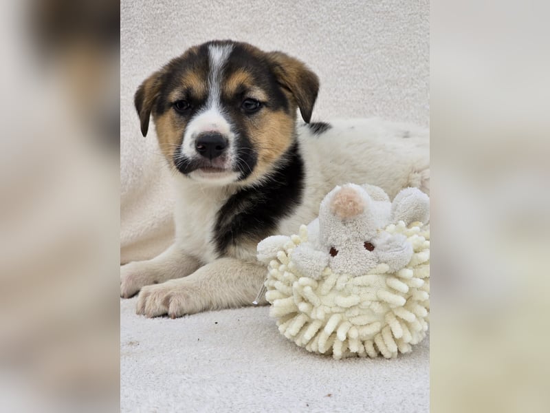 Nathan, einer von 7 süssen Hundebabys