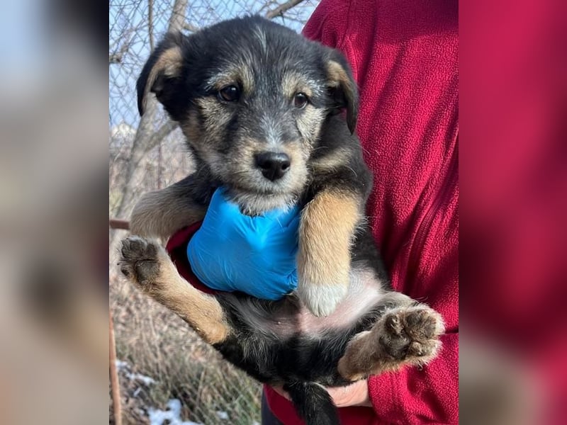 Donny, will endlich die Welt entdecken , gerne Katzen und andere Hunde