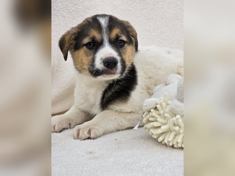 Nathan, einer von 7 süssen Hundebabys