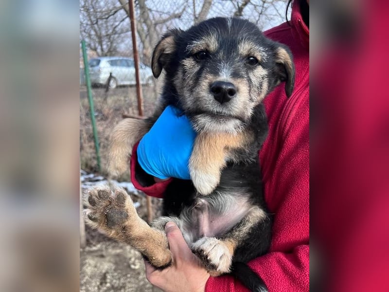 Donny, will endlich die Welt entdecken , gerne Katzen und andere Hunde