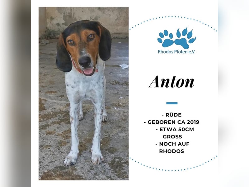 Anton sucht sein zu Hause! ❤️